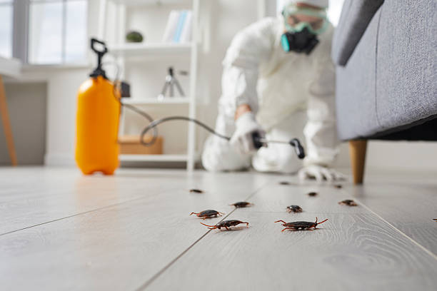 Post-Treatment Bed Bug Interceptor Monitoring in Palm Beach